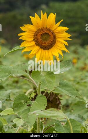 Tournesol commun (Helianthus annuus), gros plan de la tête de fleur jaune, mer de fleurs, district de Xinshe, Taichung, Taïwan Banque D'Images