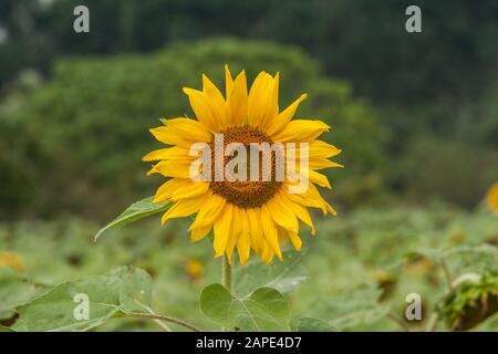 Tournesol commun (Helianthus annuus), gros plan de la tête de fleur jaune, mer de fleurs, district de Xinshe, Taichung, Taïwan Banque D'Images