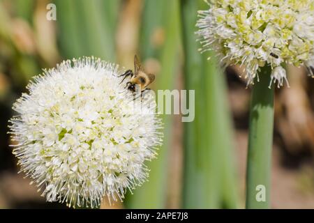 Gros plan de Bumbus - bourdon de nectar sur un Blanc Allium 'Grande' - fleur d'ail ornementale en été Banque D'Images