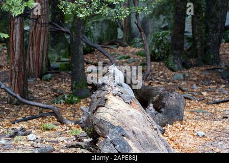 Arbre tombé sur le sol recouvert de feuilles dans le Parc national de Yosemite Banque D'Images