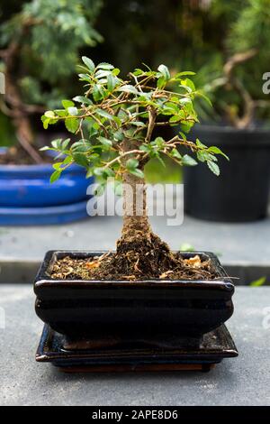 Gros plan d'une belle plante bonsaï dans un pot carré en céramique Banque D'Images