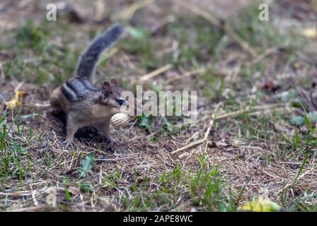 Écureuil brun et noir debout sur un paysage vert avec nourriture dans sa bouche Banque D'Images