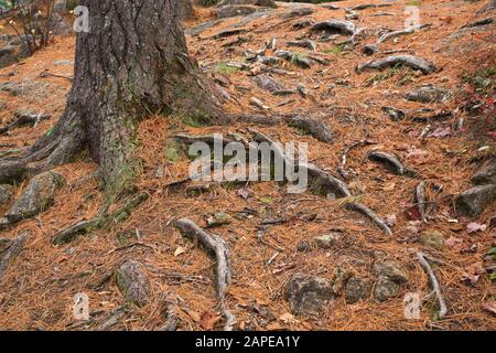 Pinus resinosa - tronc de pin recouvert de Bryophyta vert - mousse, aiguilles de pin déchue avec racines exposées causées par l'érosion du sol en automne Banque D'Images