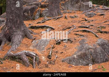 Pinus resinosa tombé - aiguilles de pin et racines exposées et les affleurements causés par l'érosion des sols en forêt en automne Banque D'Images