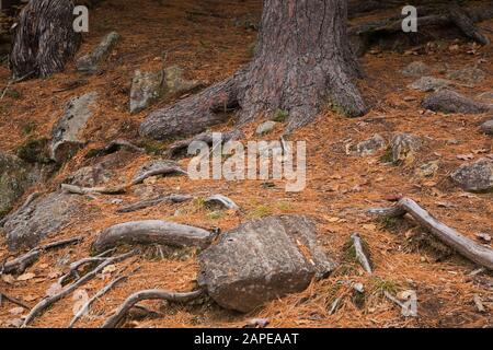 Pinus resinosa tombé - aiguilles de pin et racines exposées et les affleurements causés par l'érosion des sols en forêt en automne Banque D'Images