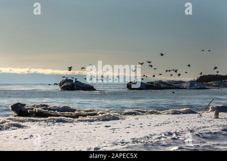 Flotteurs de glace et troupeaux d'oies canadiennes. Lac Michigan en hiver.scène naturelle du Wisconsin. Banque D'Images