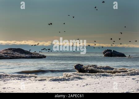 Flotteurs de glace et troupeaux d'oies canadiennes. Lac Michigan en hiver.scène naturelle du Wisconsin. Banque D'Images