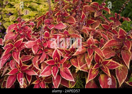 Gros plan des plantes rouges de Solenostemon - Coleus en été Banque D'Images