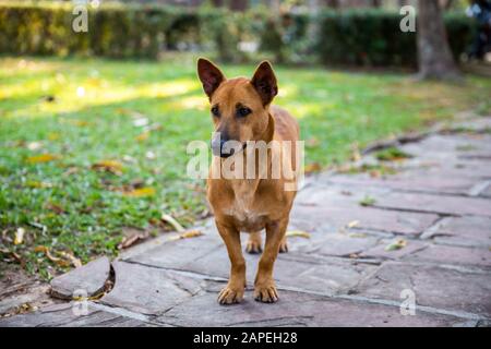 Chien brun debout dans le jardin Banque D'Images