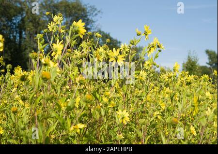 Sonnenblume, helianthus microcephalus Lemon Queen - Sunflower helianthus microcephalus Lemon Queen Banque D'Images