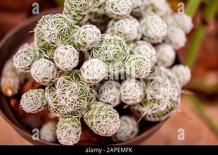 Cactus avec ses épines, sont très résistants et faciles à entretenir. Banque D'Images