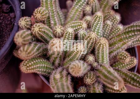 Cactus avec ses épines, sont très résistants et faciles à entretenir. Banque D'Images