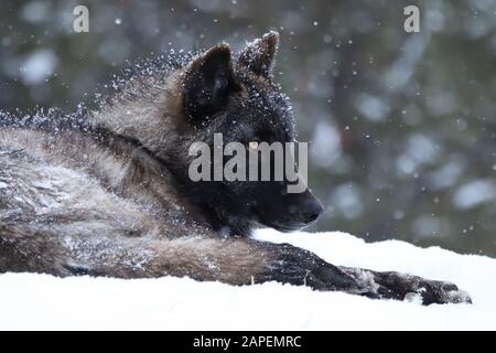 Loup gris noir Canis lupus portrait profil latéral avec yeux jaunes pontant dans la neige d'hiver en captivité Banque D'Images