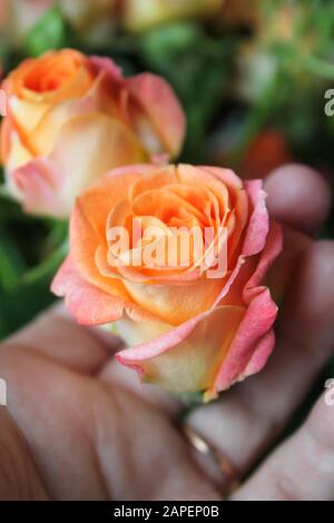 Fond printanier avec boutons de rose fleuris. Fleurs fleuries de couleur orange, rose et jaune. Main de la femme avec anneau doré tenant un bourgeon. Cadeau et p Banque D'Images