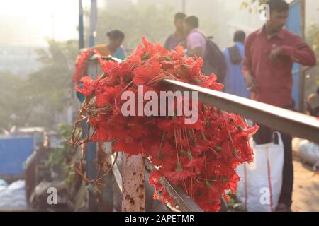 Fleurs d'hibiscus rouges accrochées à la rampe du pont Banque D'Images