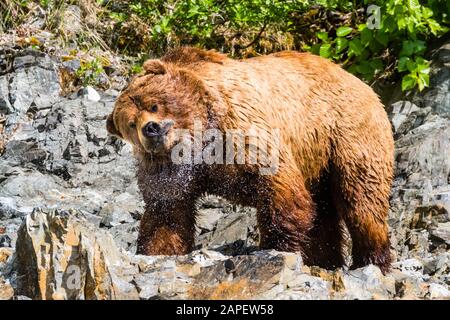 Un ours brun géant secoue l'eau pour envoyer de l'eau qui vole au-dehors de sa tête. Banque D'Images