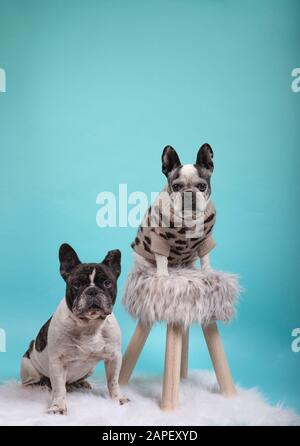 Couple de chiens de boulogog français amoureux de la bonne Saint Valentin sur fond bleu Banque D'Images