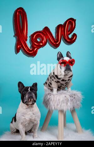 Couple de chiens français buldog amoureux de Happy Valentines Day avec ballon rouge gonflable arrière-plan avec le mot amour et les verres rouges de coeur sur le bleu Banque D'Images