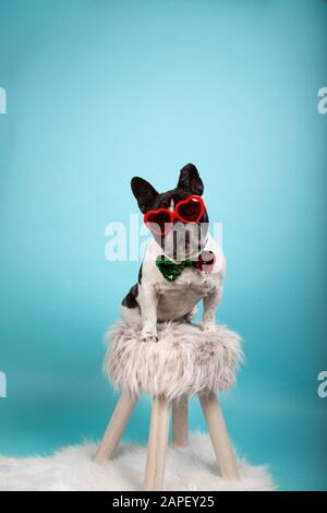 Magnifique buldog français avec lunettes de soleil rouges en forme de coeur et noeud papillon avec des séquelles bicolores assis sur un tabouret regardant la caméra sur le backgroun bleu Banque D'Images