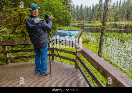 Un photographe aligne sa photo sur un trépied devant un petit étang épais avec des nénuphars d'étang et bordée d'une forêt d'arbres. Banque D'Images