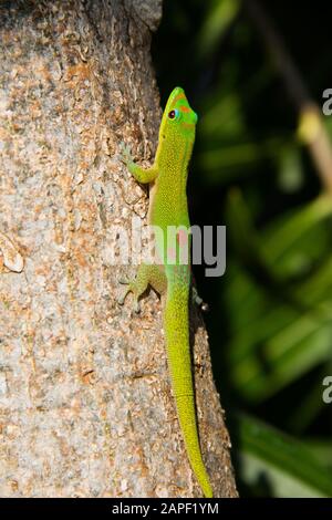 Un jour de poussière d'or gecko lézard monte un arbre à Hawaï. Banque D'Images