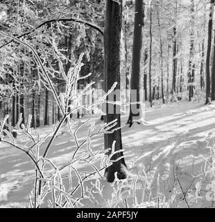 Rothaargebergte Description: Forêt et branches matures Date: Non daté lieu: Allemagne, Rhénanie-du-Nord-Westphalie, Allemagne de l'Ouest mots clés: Forêts, neige, hiver Banque D'Images