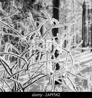 Rothaargebergte Description: Forêt et branches matures Date: Non daté lieu: Allemagne, Rhénanie-du-Nord-Westphalie, Allemagne de l'Ouest mots clés: Forêts, neige, hiver Banque D'Images