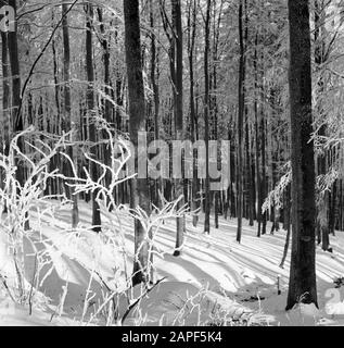 Rothaargebergte Description: Forêt et branches matures Date: Non daté lieu: Allemagne, Rhénanie-du-Nord-Westphalie, Allemagne de l'Ouest mots clés: Forêts, neige, hiver Banque D'Images
