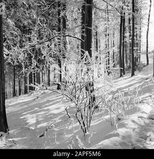 Rothaargebergte Description: Forêt et branches matures Date: Non daté lieu: Allemagne, Rhénanie-du-Nord-Westphalie, Allemagne de l'Ouest mots clés: Forêts, neige, hiver Banque D'Images