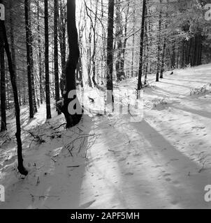 Rothaargebergte Description: Forêt en hiver Date: Non daté lieu: Allemagne, Rhénanie-du-Nord-Westphalie, Allemagne de l'Ouest mots clés: Forêts, neige, hiver Banque D'Images