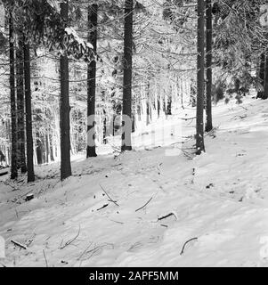 Rothaargebergte Description: Forêt en hiver Date: Non daté lieu: Allemagne, Rhénanie-du-Nord-Westphalie, Allemagne de l'Ouest mots clés: Forêts, neige, hiver Banque D'Images