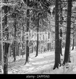 Rothaargebergte Description: Forêt en hiver Date: Non daté lieu: Allemagne, Rhénanie-du-Nord-Westphalie, Allemagne de l'Ouest mots clés: Forêts, neige, hiver Banque D'Images