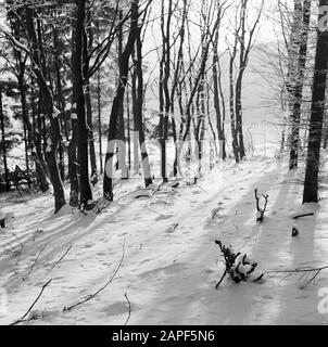 Rothaargebergte Description: Forêt en hiver Date: Non daté lieu: Allemagne, Rhénanie-du-Nord-Westphalie, Allemagne de l'Ouest mots clés: Forêts, neige, hiver Banque D'Images