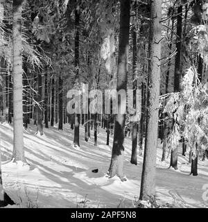 Rothaargebergte Description: Forêt en hiver Date: Non daté lieu: Allemagne, Rhénanie-du-Nord-Westphalie, Allemagne de l'Ouest mots clés: Forêts, neige, hiver Banque D'Images