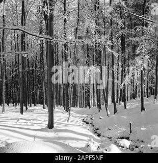 Rothaargebergte Description: Forêt en hiver Date: Non daté lieu: Allemagne, Rhénanie-du-Nord-Westphalie, Allemagne de l'Ouest mots clés: Forêts, neige, hiver Banque D'Images