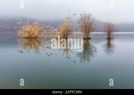 Arbres qui poussent dans un lac par temps gelé Banque D'Images