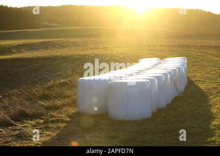 Deux rangées de balles d'ensilage dans un emballage en plastique blanc sur un champ herbacé en hiver contre-jour de la lumière du soleil, avec une lumière diffuse de l'objectif de la caméra. Banque D'Images