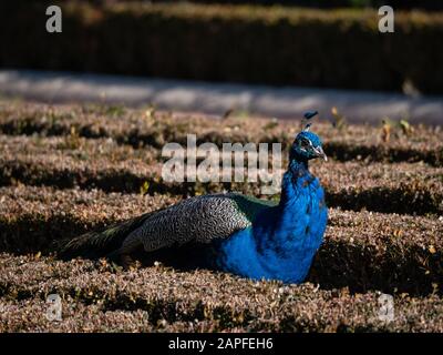 Peacock dans les jardins du parc Retiro dans la ville de Madrid Banque D'Images