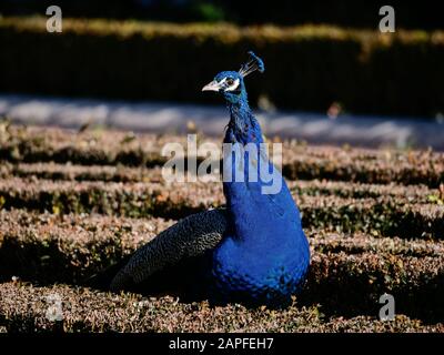 Peacock dans les jardins du parc Retiro dans la ville de Madrid Banque D'Images