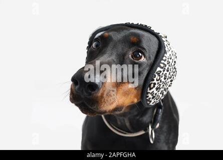 un chien porte des écouteurs dans le studio Banque D'Images