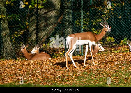 La gazelle dama, Gazella dama mhorr ou gazelle de mhorr est une espèce de gazelle. vit en Afrique dans le désert du Sahara et du Sahel et parcourt le désert sh Banque D'Images