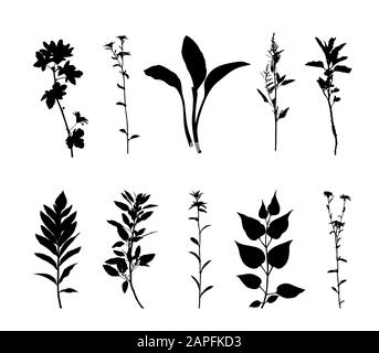 Silhouette de plantes isolée sur fond blanc vectoriel Illustration de Vecteur