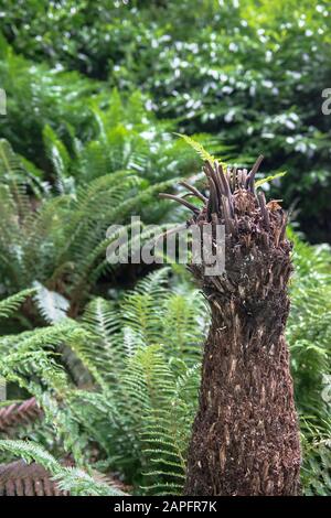 Un arbre de fougères géantes bordant un chemin à l'Aviary au manoir de Waddesdon. Jardin National Trust. Couronne coupée en arrière pour l'hiver. Pas de personnes, espace de copie. Banque D'Images