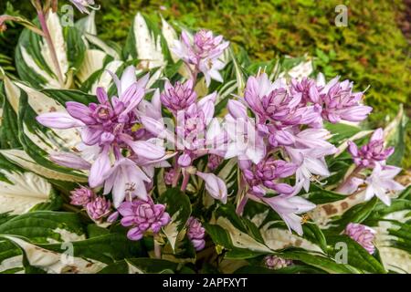 Hosta Fire et Ice Hostas fleurs Banque D'Images