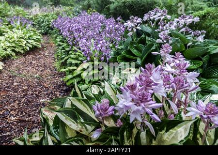 HostA 'Fire and Ice', fleurs de jardin d'Hostas Banque D'Images