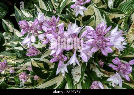 Hosta Fire et Ice Hostas en fleurs Banque D'Images