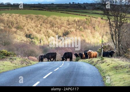 Highland cattle errant sur une route sur Goonzion Downs à Cornwall. Banque D'Images