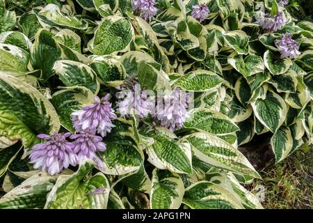 Hosta Hosta 'Large Brim' Banque D'Images