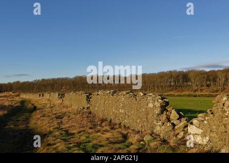 Le Sentier écossais de la côte est de Johnshaven avec une section droite de mur endommagé de Drystone adjacent au sentier Banque D'Images