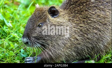 Portrait de Nutria dans le parc urbain Banque D'Images